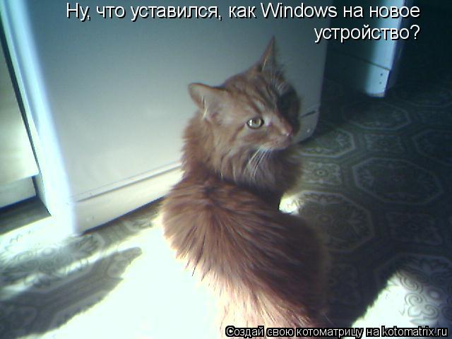 Ну, что уставился, как Windows на новое устройство?... Котоматрица: Ну, что уставился, как Windows на новое устройство?