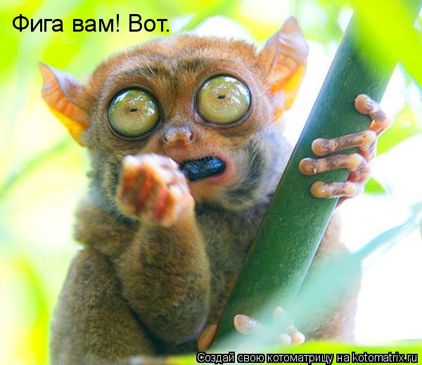 Котоматрица: Фига вам! Вот.