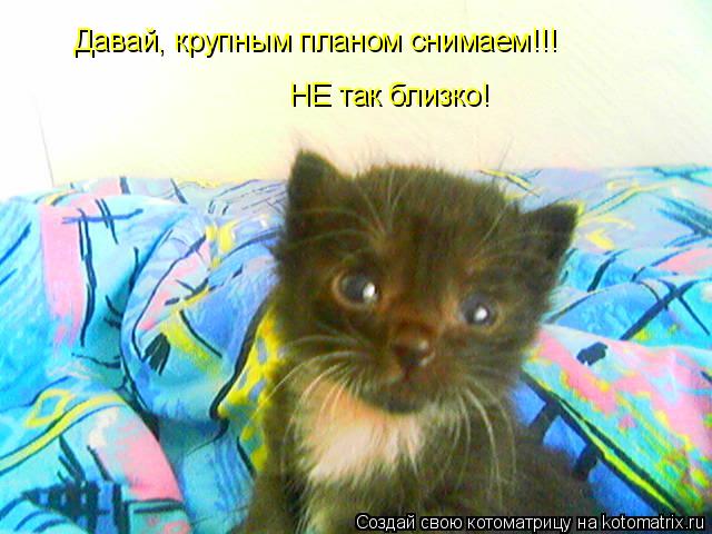 Давай, крупным планом снимаем!!! НЕ так близко!... Котоматрица: Давай, крупным планом снимаем!!! НЕ так близко!
