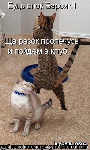 Будь спок Барсик!! Ща разок пролечусь и пойдём в клуб.... Котоматрица: Будь спок Барсик!! Ща разок пролечусь и пойдём в клуб.