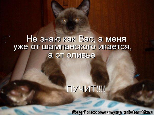Не знаю как Вас, а меня уже от шампанского икается, а от оливье ПУЧИТ!!!!... Котоматрица: Не знаю как Вас, а меня уже от шампанского икается, а от оливье ПУЧИТ!!!!