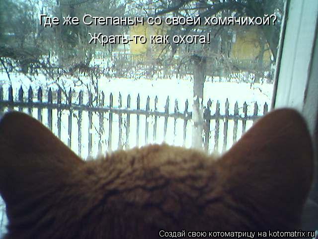 Где же Степаныч со своей хомячихой? Жрать-то как охота!... Котоматрица: Где же Степаныч со своей хомячихой? Жрать-то как охота!