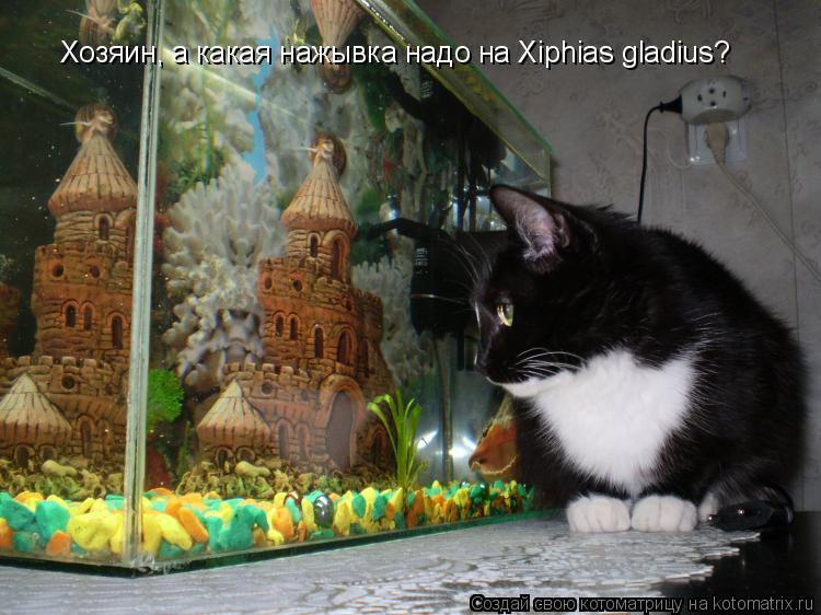 Котоматрица: Хозяин, а какая нажывка надо на Xiphias gladius?