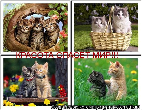 Котоматрица: КРАСОТА СПАСЕТ МИР!!!