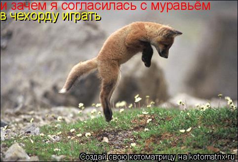 Котоматрица: и зачем я согласилась с муравьём  в чехорду играть