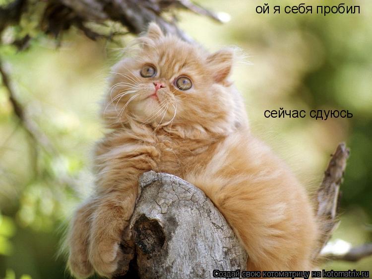 ой я себя пробил сейчас сдуюсь... Котоматрица: ой я себя пробил сейчас сдуюсь