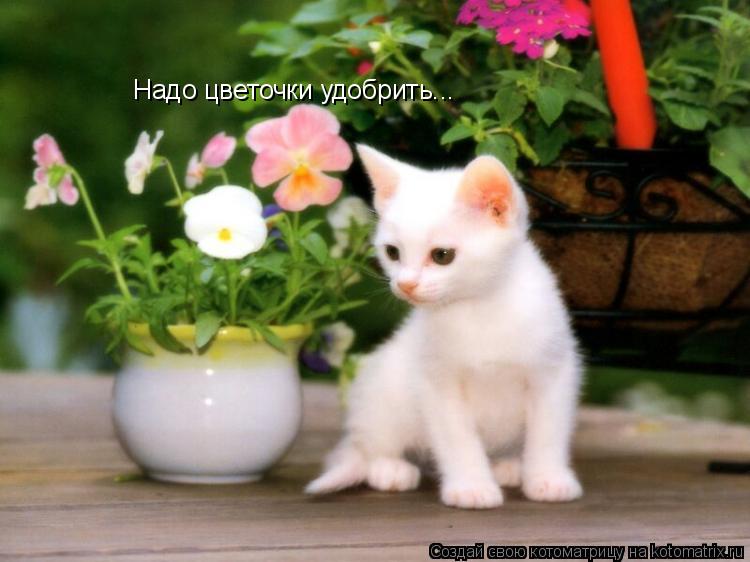 Котоматрица: Надо цветочки удобрить...