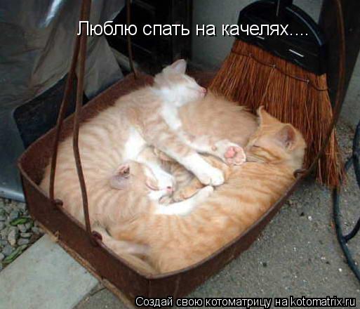 Котоматрица: Люблю спать на качелях....