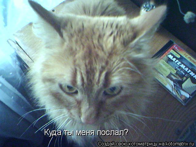 Куда ты меня послал?... Котоматрица: Куда ты меня послал?