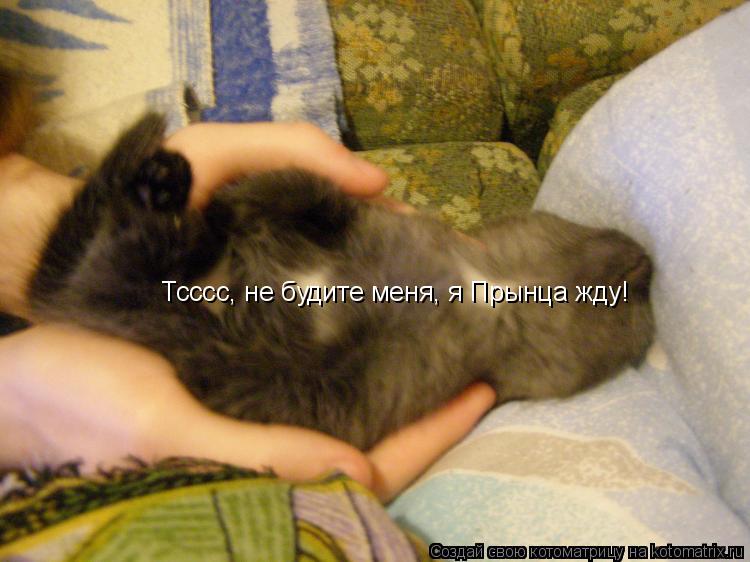 Котоматрица: Тсссс, не будите меня, я Прынца жду!