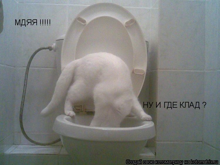 МДЯЯ !!!!! НУ И ГДЕ КЛАД ?... Котоматрица: МДЯЯ !!!!! НУ И ГДЕ КЛАД ?