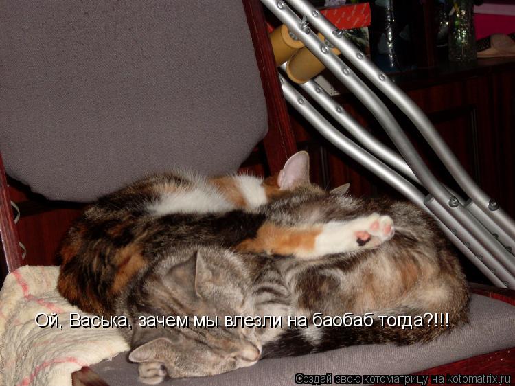 Котоматрица: Ой, Васька, зачем мы влезли на баобаб тогда?!!!