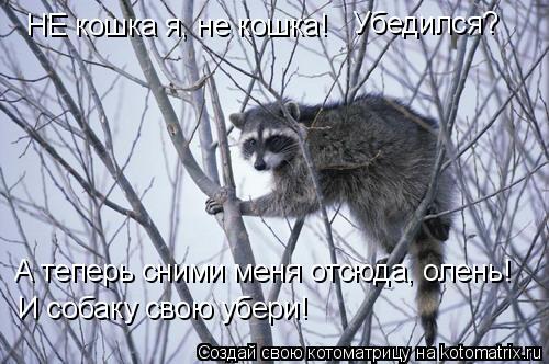 Котоматрица: НЕ кошка я, не кошка! Убедился? А теперь сними меня отсюда, олень! И собаку свою убери!