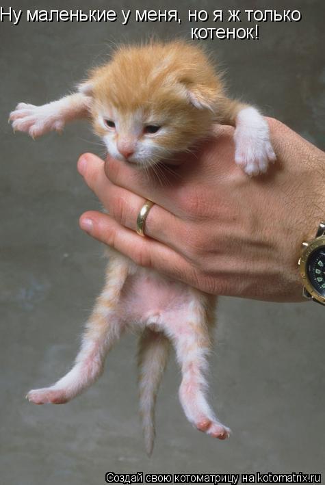 Котоматрица: Ну маленькие у меня, но я ж только котенок!