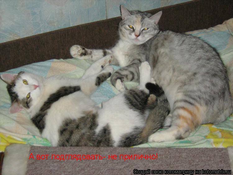 А вот подглядовать- не прилично!... Котоматрица: А вот подглядовать- не прилично!