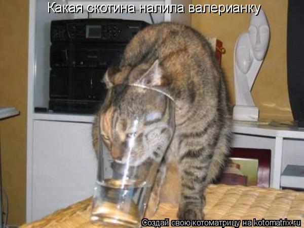 Какая скотина налила валерианку... Котоматрица: Какая скотина налила валерианку