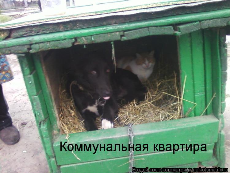 Котоматрица: Коммунальная квартира