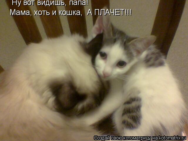 Ну вот видишь, папа! Мама, хоть и кошка, А ПЛАЧЕТ!!!... Котоматрица: Ну вот видишь, папа! Мама, хоть и кошка, А ПЛАЧЕТ!!!