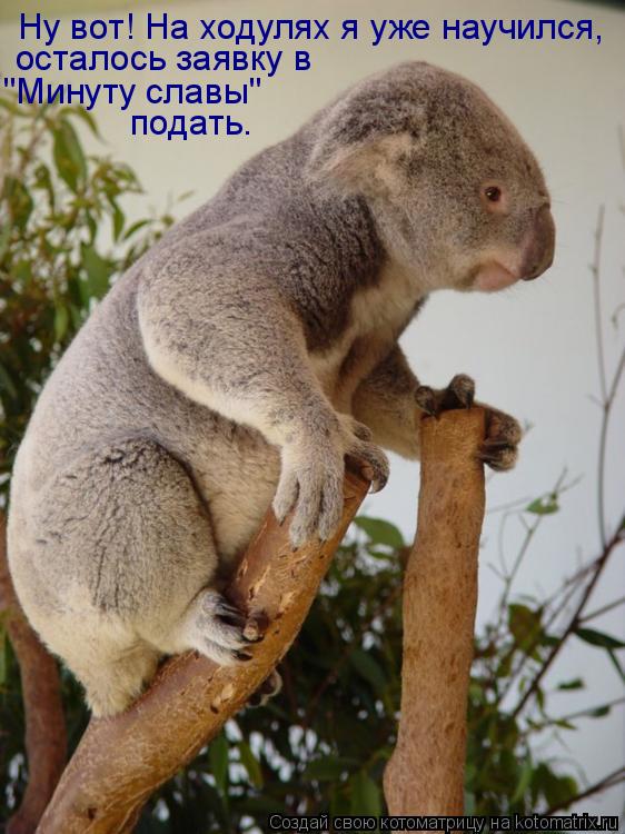 Ну вот! На ходулях я уже научился, осталось заявку в "Минуту славы" подать.... Котоматрица: Ну вот! На ходулях я уже научился, осталось заявку в "Минуту славы" подать.