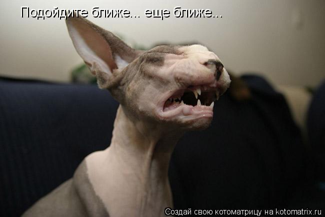 Котоматрица: Подойдите ближе... еще ближе...