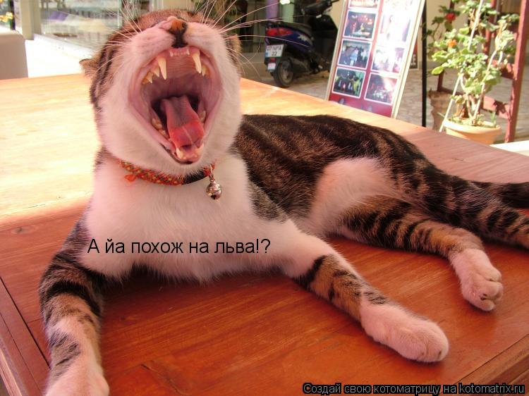 А йа похож на льва!?... Котоматрица: А йа похож на льва!?