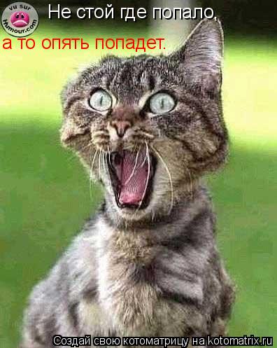 Не стой где попало, а то опять попадет.... Котоматрица: Не стой где попало, а то опять попадет.