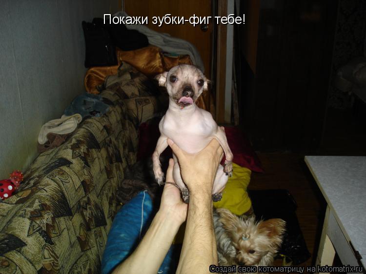 Покажи зубки-фиг тебе!... Котоматрица: Покажи зубки-фиг тебе!