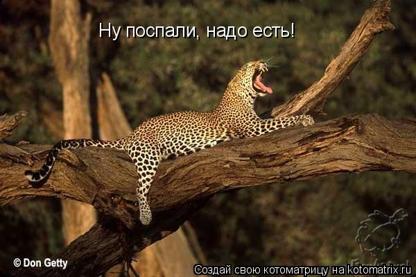 Котоматрица: Ну поспали, надо есть!