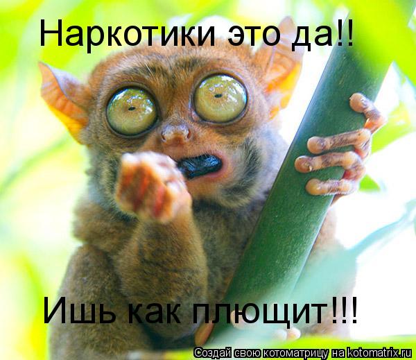 Наркотики это да!! Ишь как плющит!!!... Котоматрица: Наркотики это да!! Ишь как плющит!!!