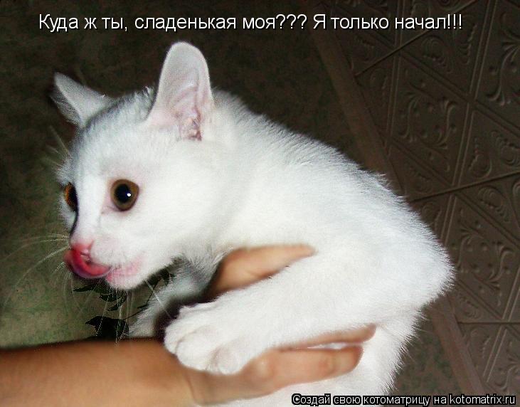 Котоматрица: Куда ж ты, сладенькая моя??? Я только начал!!!