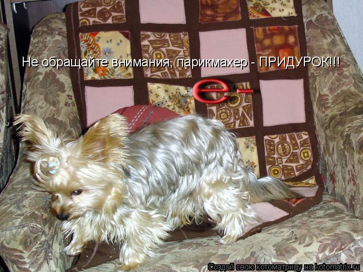 Не обращайте внимания, парикмахер - ПРИДУРОК!!!... Котоматрица: Не обращайте внимания, парикмахер - ПРИДУРОК!!!