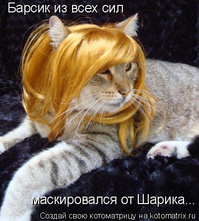 Барсик из всех сил маскировался от Шарика...... Котоматрица: Барсик из всех сил маскировался от Шарика...