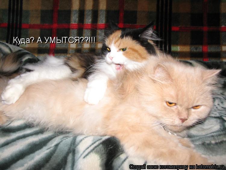 Котоматрица: Куда? А УМЫТСЯ??!!!