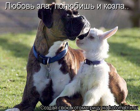 Любовь зла, полюбишь и козла..... Котоматрица: Любовь зла, полюбишь и козла..