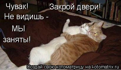 Котоматрица: Чувак! Закрой двери! Не видишь -  МЫ заняты!