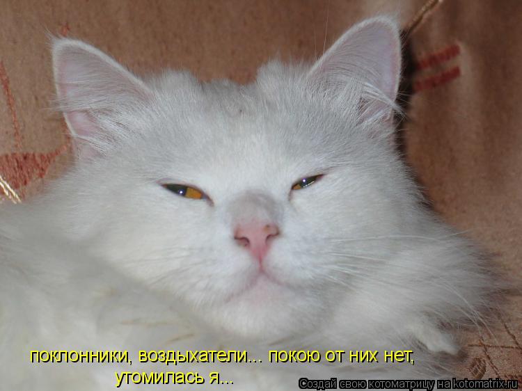 поклонники, воздыхатели... покою от них нет, утомилась я...... Котоматрица: поклонники, воздыхатели... покою от них нет, утомилась я...