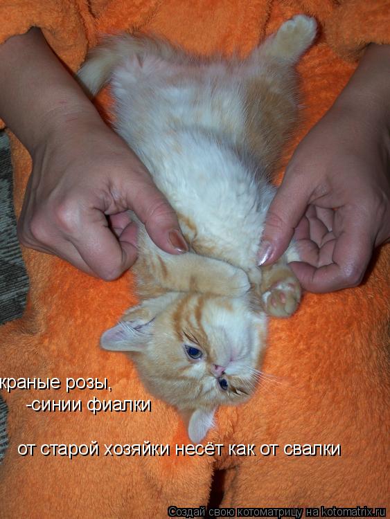 краные розы, -синии фиалки от старой хозяйки несёт как от свалки... Котоматрица: краные розы, -синии фиалки от старой хозяйки несёт как от свалки