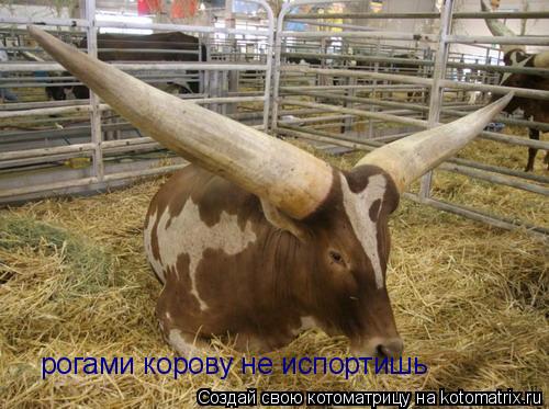 Котоматрица: рогами корову не испортишь