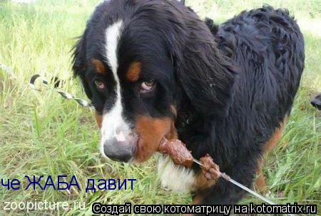 че ЖАБА давит... Котоматрица: че ЖАБА давит