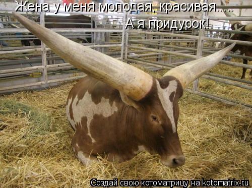 Жена у меня молодая, красивая..... А я придурок!... Котоматрица: Жена у меня молодая, красивая..... А я придурок!