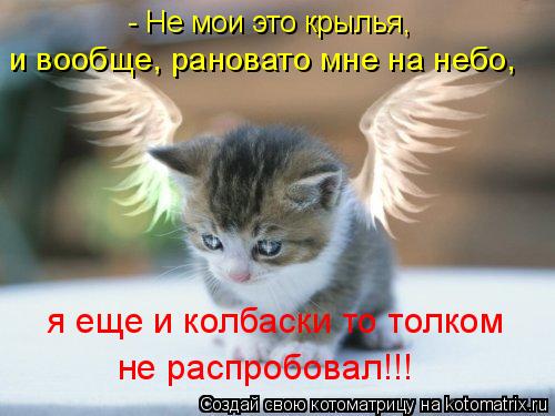я еще и колбаски то толком не распробовал!!! - Не мои это крылья, и вообще, рановато мне на небо,... Котоматрица: я еще и колбаски то толком не распробовал!!! - Не мои это крылья, и вообще, рановато мне на небо,