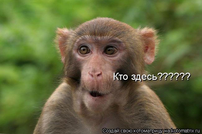 Котоматрица: Кто здесь??????