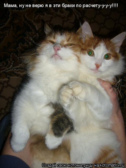 Котоматрица: Мама, ну не верю я в эти браки по расчету-у-у-у!!!!