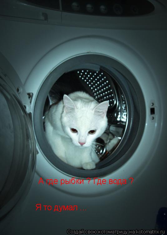 Котоматрица: А где рыбки ? А где рыбки ? Где вода ? Я то думал ...