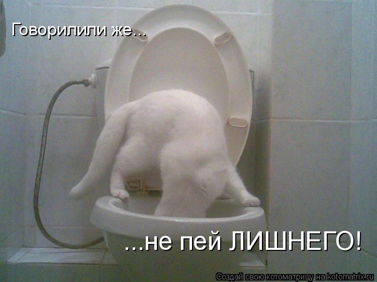 Котоматрица: Говорилили же... ...не пей ЛИШНЕГО!
