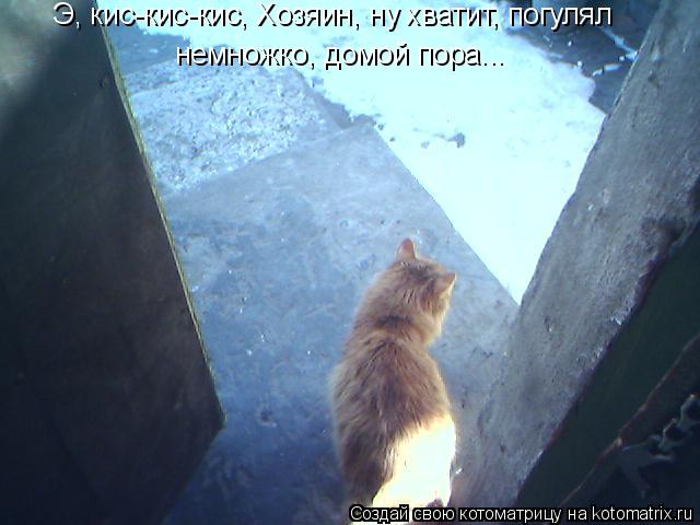 Э, кис-кис-кис, Хозяин, ну хватит, погулял немножко, домой пора...... Котоматрица: Э, кис-кис-кис, Хозяин, ну хватит, погулял немножко, домой пора...