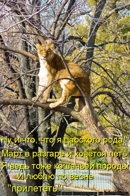 Ну и что, что я царского рода! Март в разгаре и хочется петь! Я ведь тоже кошачьей породы И люблю по ... Котоматрица: Ну и что, что я царского рода! Март в разгаре и хочется петь! Я ведь тоже кошачьей породы И люблю по весне "прилететь"!