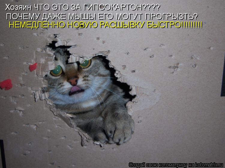 Хозяин ЧТО ЭТО ЗА ГИПСОКАРТОН???? ПОЧЕМУ ДАЖЕ МЫШЫ ЕГО МОГУТ ПРОГРЫЗТЬ? НЕМЕДЛЕННО НОВУЮ РАСШЫВКУ БЫС... Котоматрица: Хозяин ЧТО ЭТО ЗА ГИПСОКАРТОН???? ПОЧЕМУ ДАЖЕ МЫШЫ ЕГО МОГУТ ПРОГРЫЗТЬ? НЕМЕДЛЕННО НОВУЮ РАСШЫВКУ БЫСТРО!!!!!!!!!