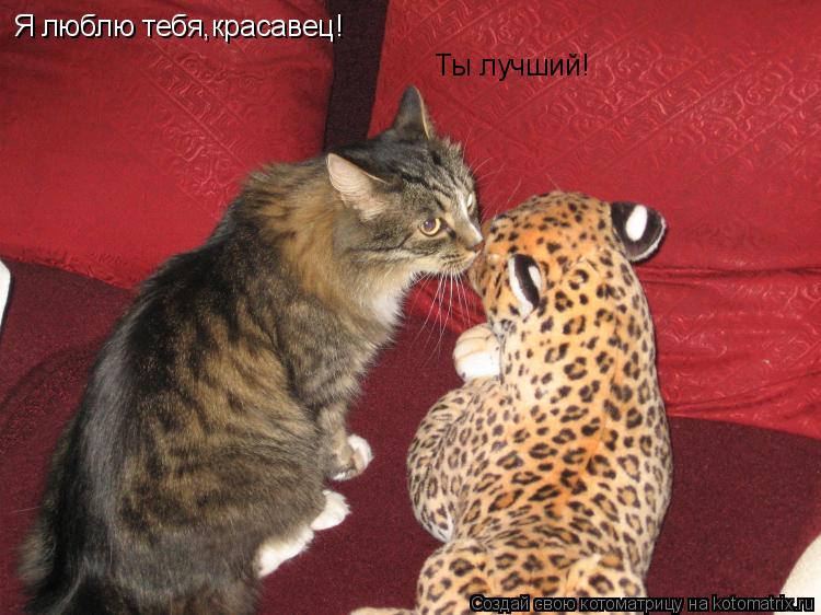 Я люблю тебя,красавец! Ты лучший!... Котоматрица: Я люблю тебя,красавец! Ты лучший!