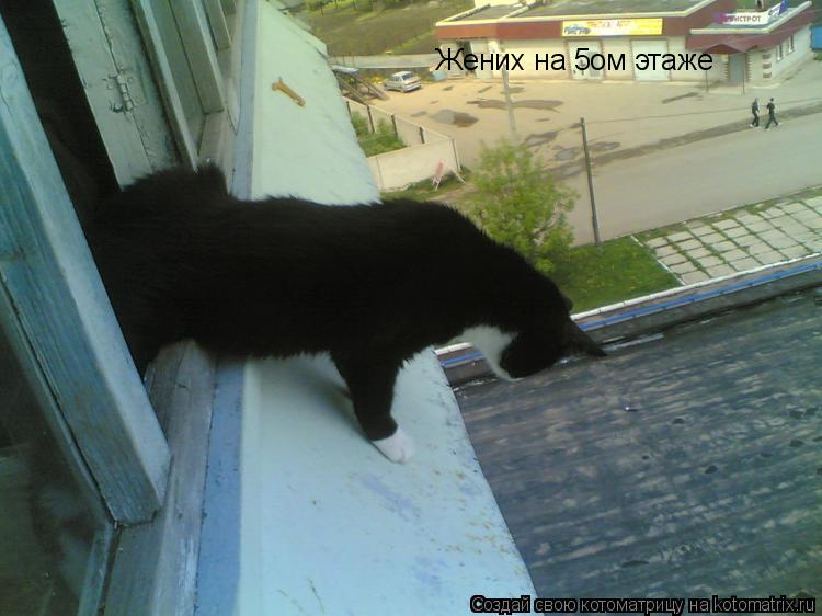 Котоматрица: Жених на 5ом этаже